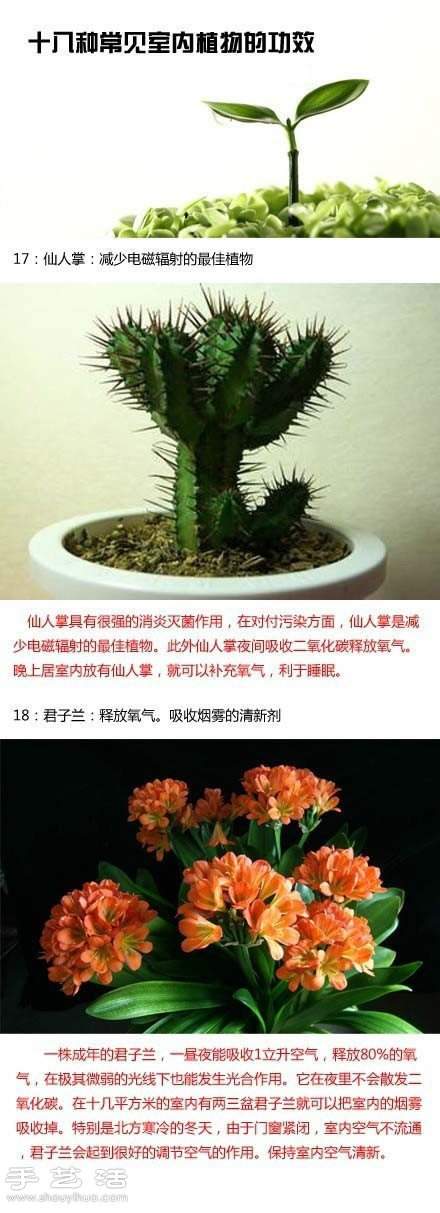 家里种什么植物好 常见室内植物的功效(图10)
