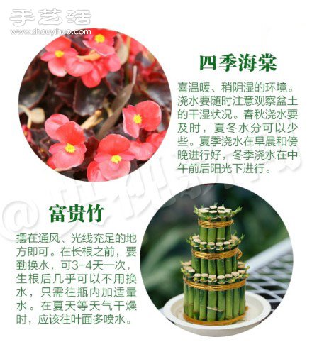 18种家里常种花草植物的正确浇水方法(图7)