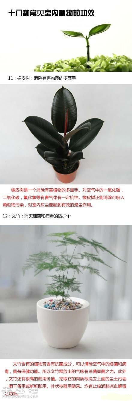 家里种什么植物好 常见室内植物的功效(图7)