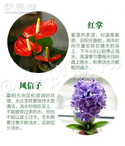 18种家里常种花草植物的正确浇水方法(图5)