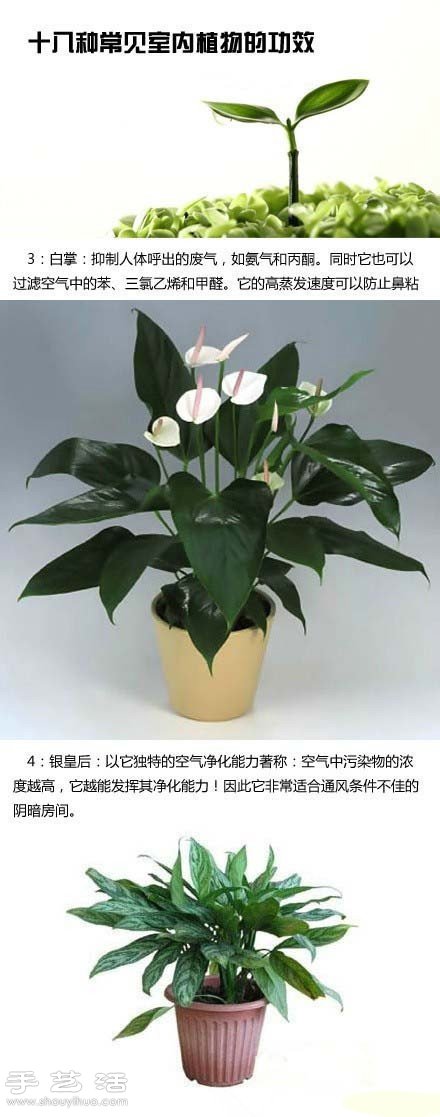 家里种什么植物好 常见室内植物的功效(图3)