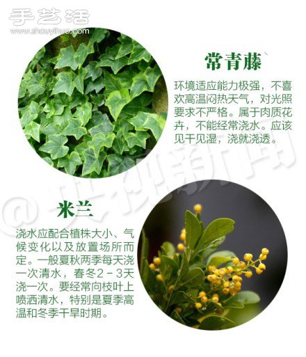 18种家里常种花草植物的正确浇水方法(图6)