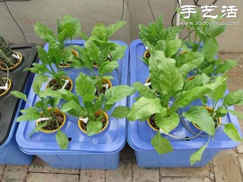 超详细水培种菜教程 家里也可以方便种菜啦