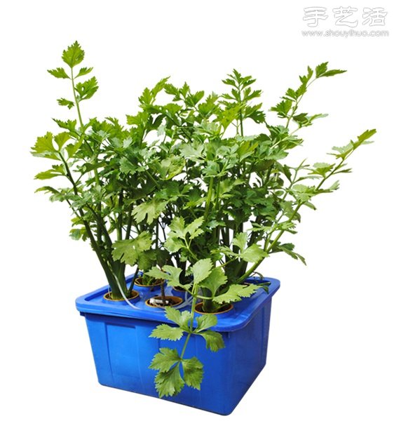 超详细水培种菜教程 家里也可以方便种菜啦！(图2)