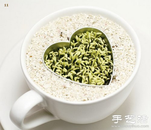 火龙果的籽DIY可爱观赏盆栽(图12)