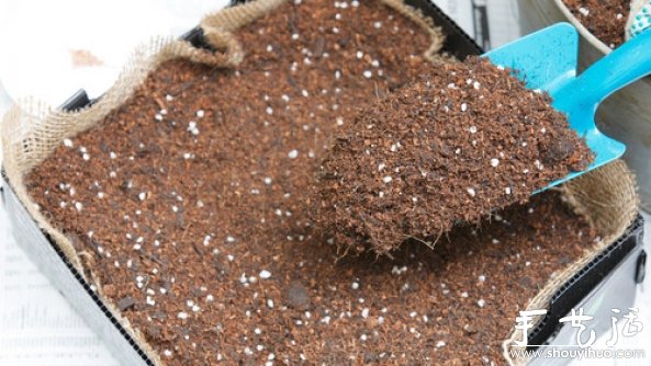 家庭迷你菜园的DIY教程(图5)