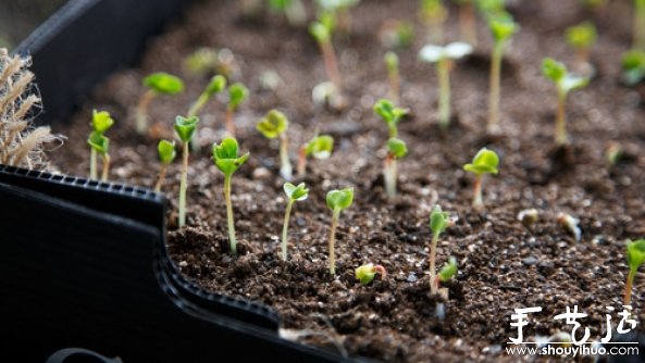 家庭迷你菜园的DIY教程(图8)