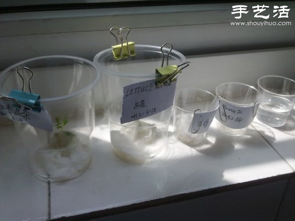 超详细水培种菜教程 家里也可以方便种菜啦！(图18)