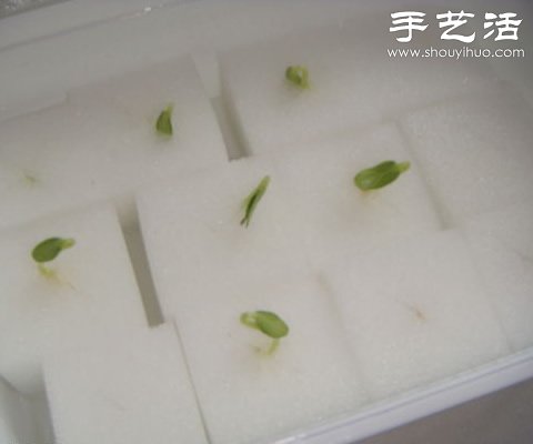 超详细水培种菜教程 家里也可以方便种菜啦！(图19)