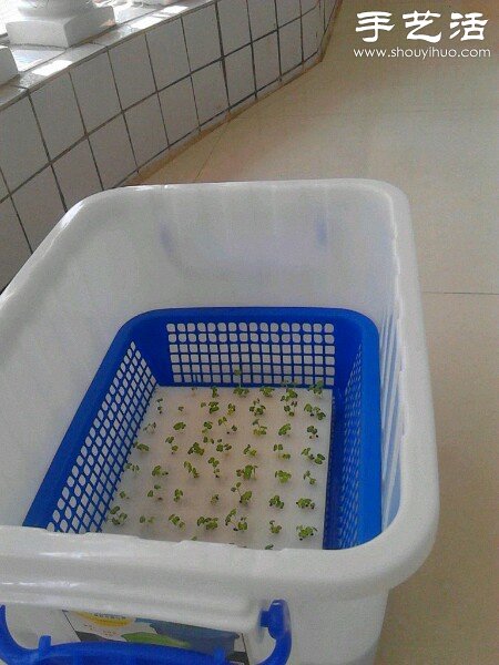 超详细水培种菜教程 家里也可以方便种菜啦！(图20)