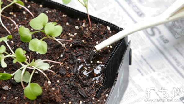 家庭迷你菜园的DIY教程(图10)
