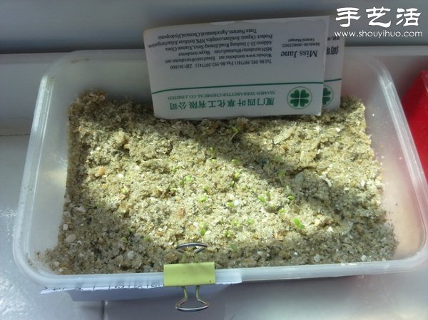 超详细水培种菜教程 家里也可以方便种菜啦！(图21)