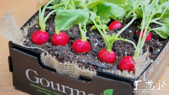 家庭迷你菜园的DIY教程(图11)
