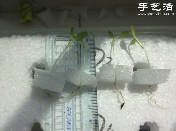 超详细水培种菜教程 家里也可以方便种菜啦！(图23)