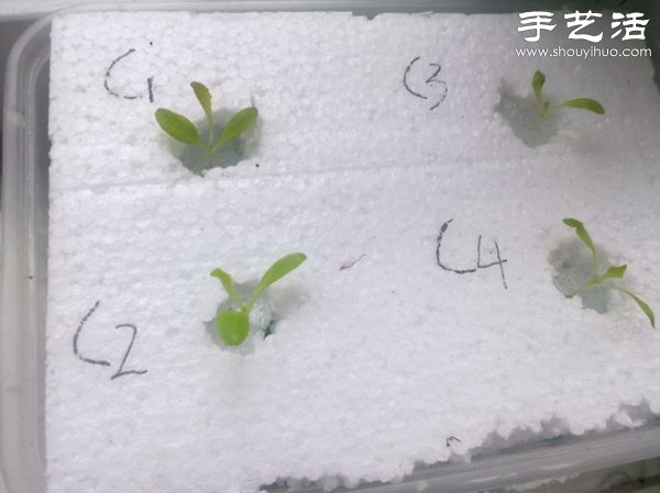 超详细水培种菜教程 家里也可以方便种菜啦！(图24)