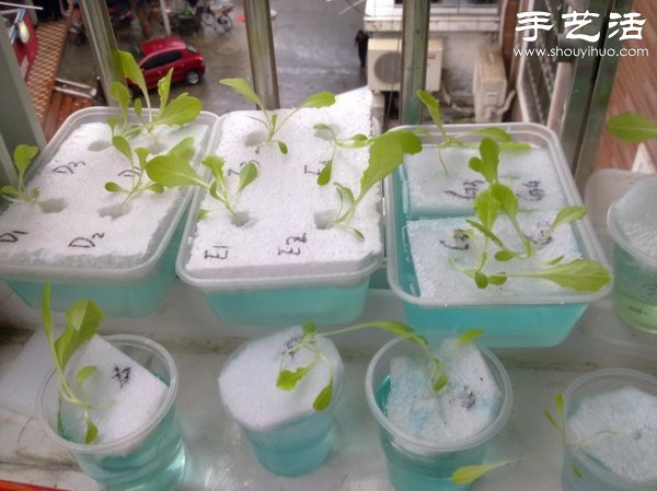 超详细水培种菜教程 家里也可以方便种菜啦！(图25)