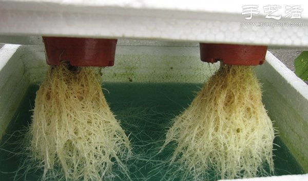 超详细水培种菜教程 家里也可以方便种菜啦！(图26)