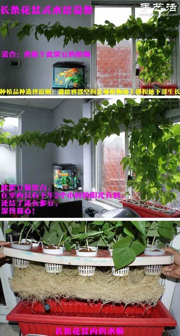 超详细水培种菜教程 家里也可以方便种菜啦！(图28)