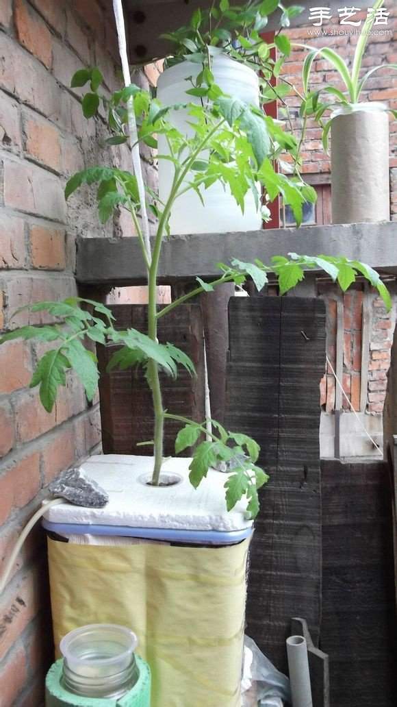 超详细水培种菜教程 家里也可以方便种菜啦！(图27)