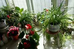 室内养花巧用光