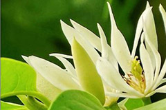 怎样养好白兰花