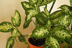 管理观叶花卉需要注意哪些