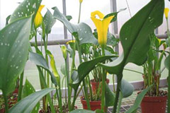 哪些因素影响彩色马蹄莲盆栽质量