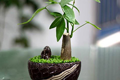 发财树常见病害