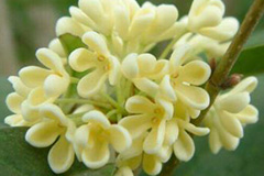 桂花叶斑病的发生与防治