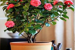茶花盆栽技巧