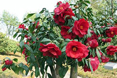 花木栽培巧用硫磺