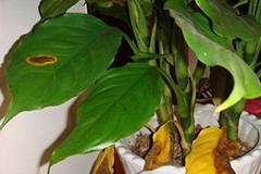 怎样防治万年青病虫害