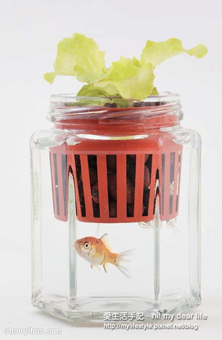 鱼菜共生！超简单养鱼种菜一次搞定(图3)