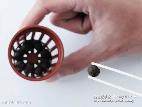 鱼菜共生！超简单养鱼种菜一次搞定(图5)