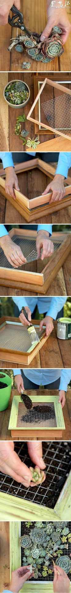 真正植物画框DIY方法(图2)