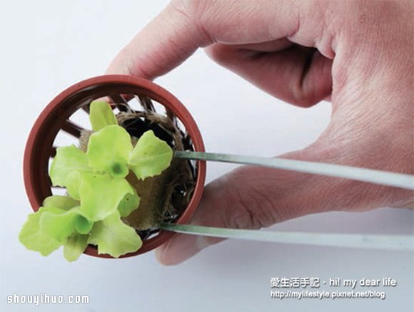 鱼菜共生！超简单养鱼种菜一次搞定(图6)