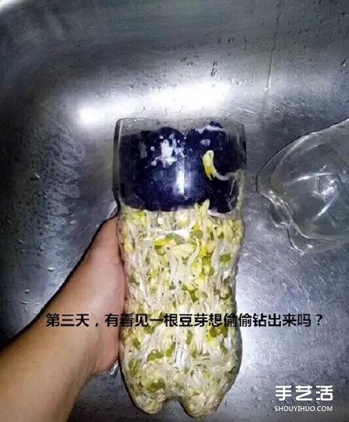 可乐瓶子种豆芽的方法 家庭种豆芽的简单教程(图7)