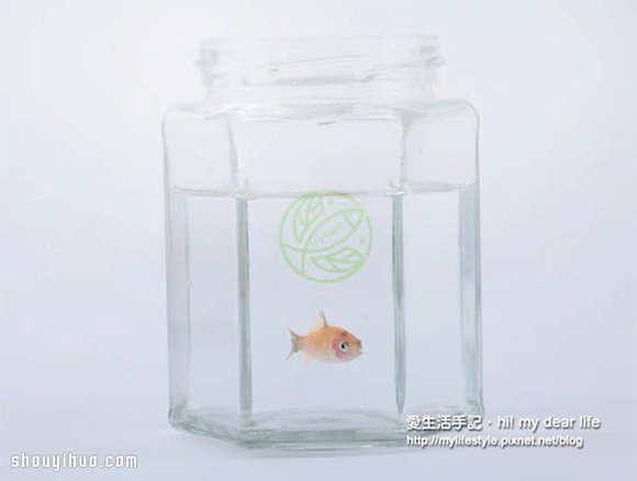 鱼菜共生！超简单养鱼种菜一次搞定(图7)