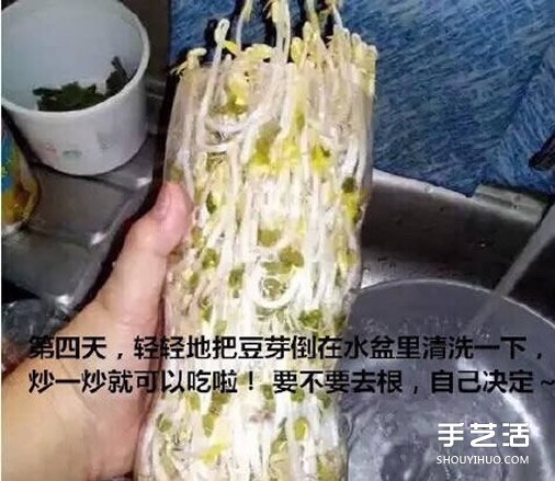 可乐瓶子种豆芽的方法 家庭种豆芽的简单教程(图8)