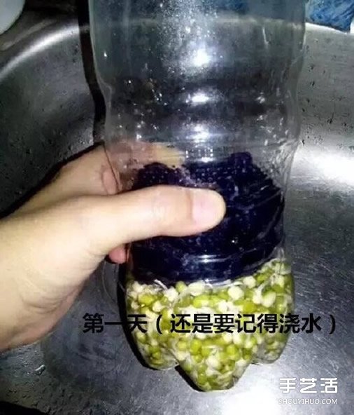 可乐瓶子种豆芽的方法 家庭种豆芽的简单教程(图5)