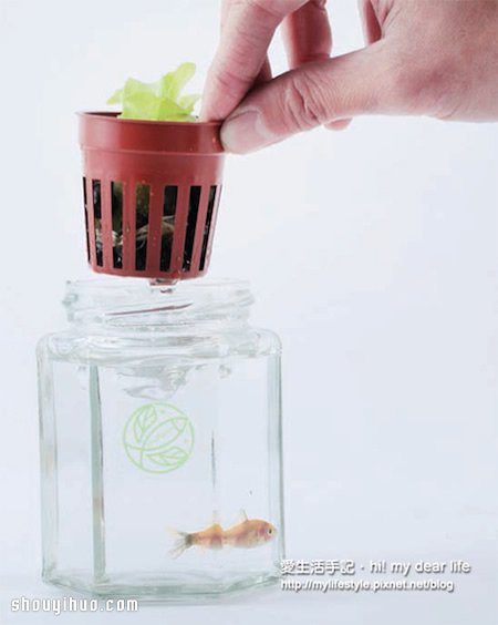 鱼菜共生！超简单养鱼种菜一次搞定(图8)