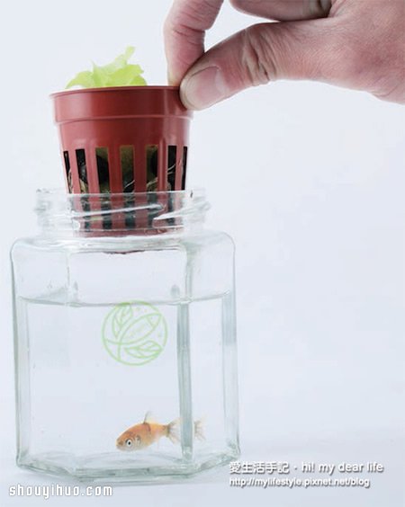 鱼菜共生！超简单养鱼种菜一次搞定(图9)