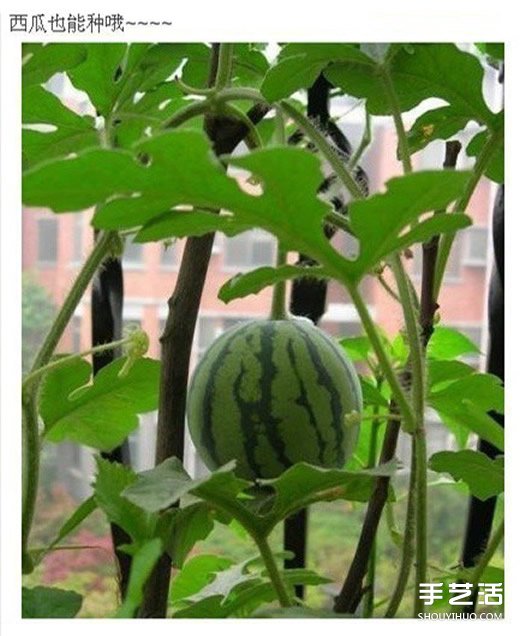 PVC管种菜设计图,利用PVC管阳台种菜的方法(图9) PVC管种菜设计图,利用PVC管阳台种菜的方法(图9)