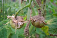 大棚花卉灰霉病的防治