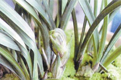 兰花僵蕾原因判断与防治