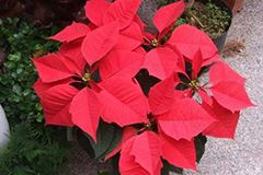 如何有效的防止一品红落叶