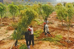 苗木出圃技术要点，要注意些什么？