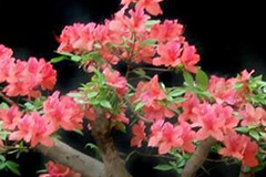 设施栽培花木施肥十不宜