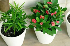 盆花施肥的“四看”及“四忌”