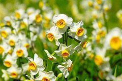 如何使水仙在春节开花